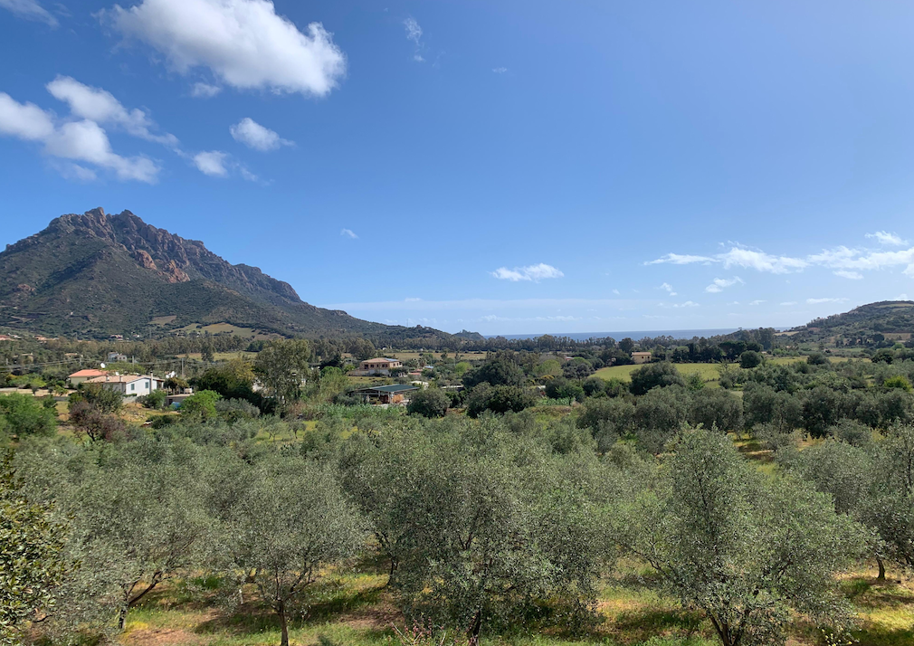 A view of our organic olive grove located in Sarrala, Marina di Tertenia, in the heart of the Sardinia Blue Zone.