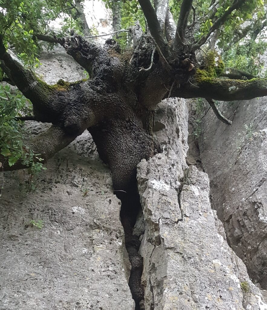 Albero che cresce tra le rocce sui tacchi d'ogliastra 